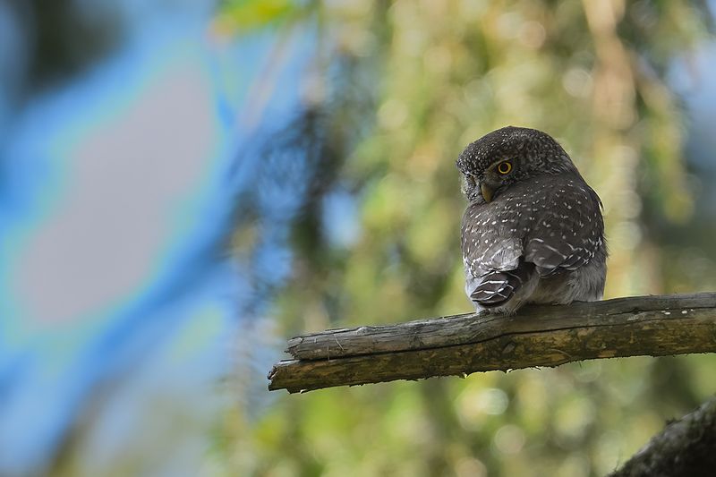 Eurasian Pygmy Owl (Glaucidium passerinum)