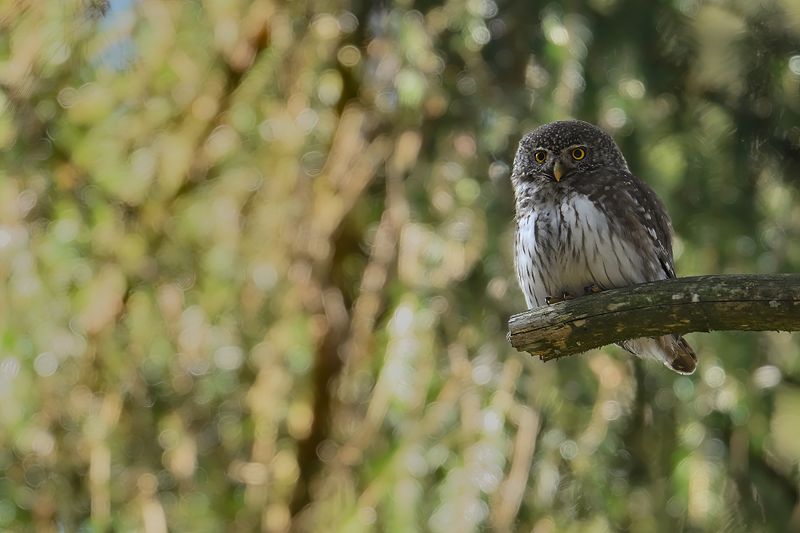 Eurasian Pygmy Owl (Glaucidium passerinum)