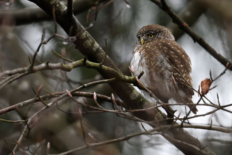 Eurasian Pygmy Owl (Glaucidium passerinum)