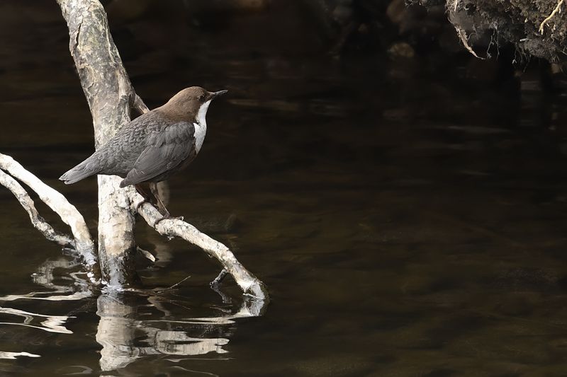 European Dipper  (Cinclus cinclus)