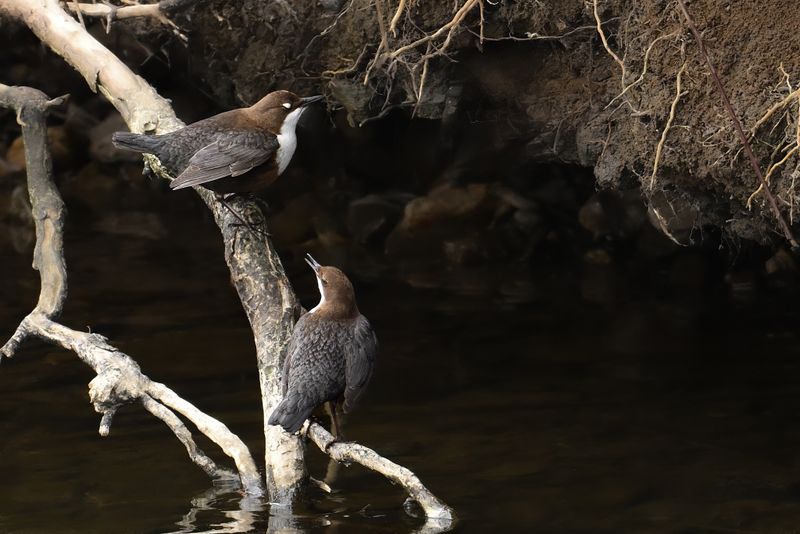 Gallery European Dipper
