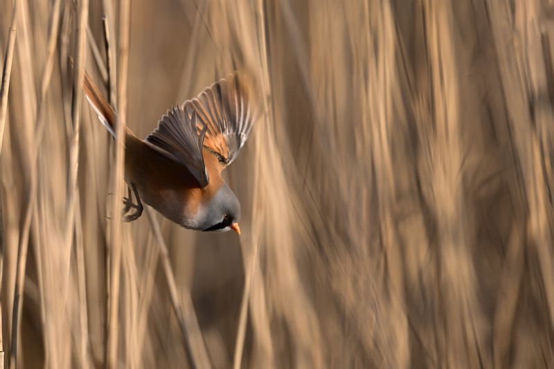 Bearded Reedling (Panurus biarmicus)