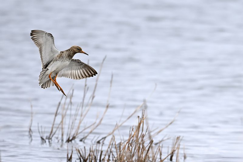 Ruff (Philomachus pugnax) 