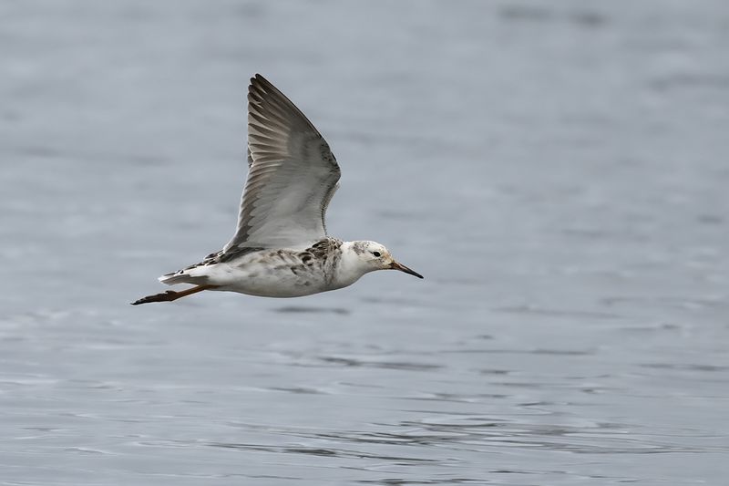 Ruff (Philomachus pugnax) 