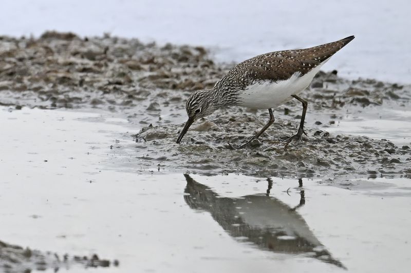 Green Sandpiper (Tringa ochropus) 