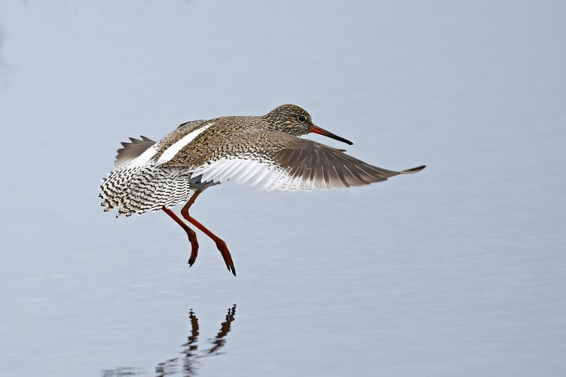 Redshank (Tringa totanus)