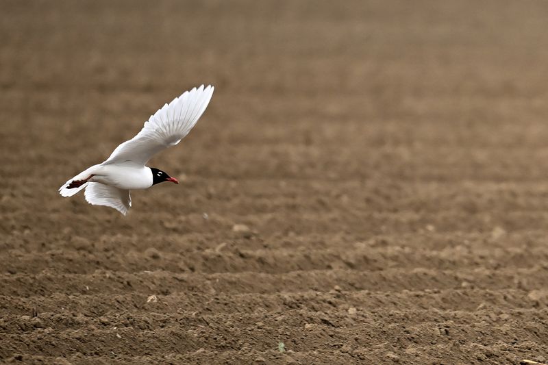 Mediterranean Gull  (Ichthyaetus melanocephalus)