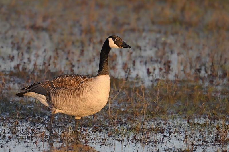 Canada Goose (Branta canadensis) 