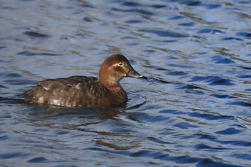 Common Pochard (Aythya ferina) 