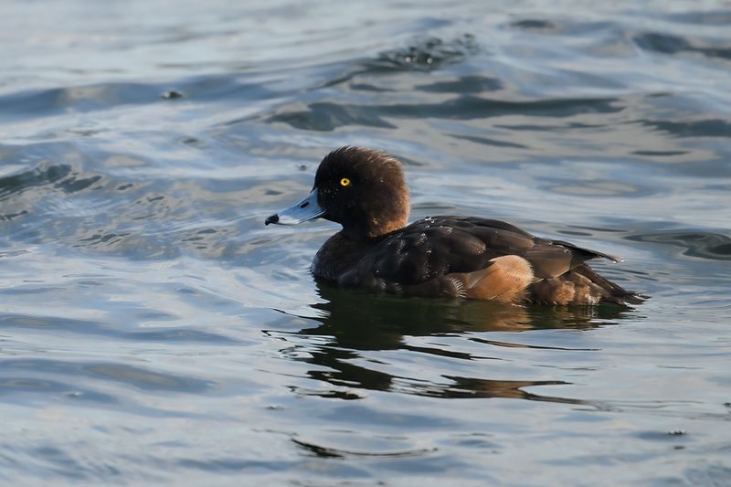Tufted Duck (Aythya fuligula)