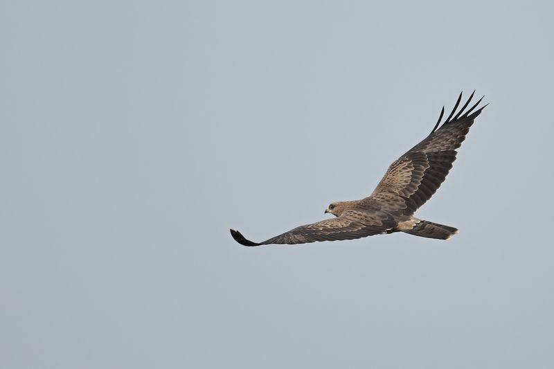 European honey buzzard (Pernis apivorus)