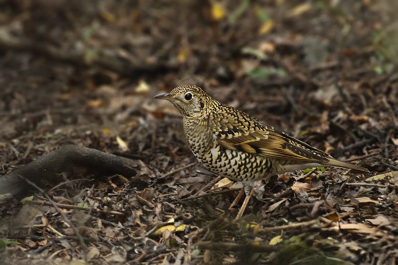 White's Thrush or Scaly Thrush (Zoothera dauma)