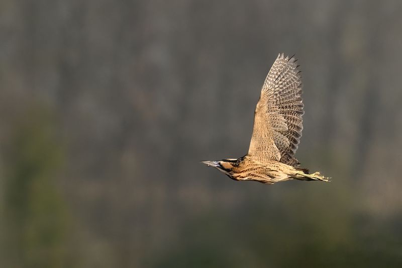 Great Bittern (Botaurus stellaris)