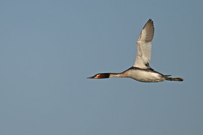 Great Crested Grebe (Podiceps cristatus)