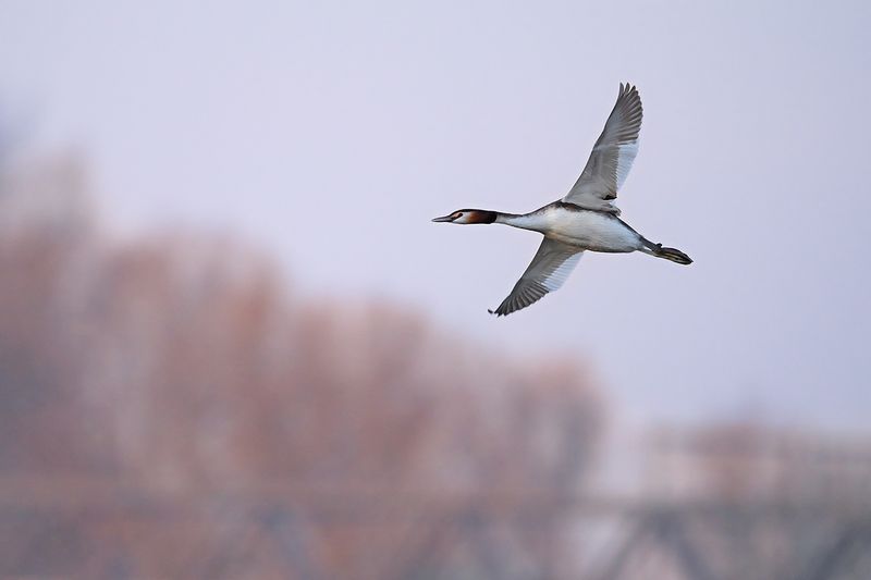 Great Crested Grebe (Podiceps cristatus)