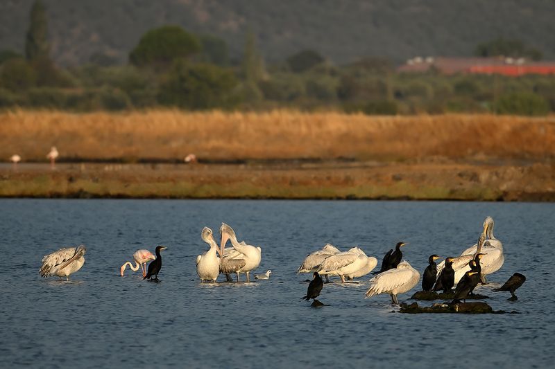 Dalmatian pelican (Pelecanus crispus)