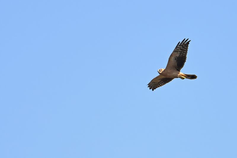 Pallid Harrier (Circus macrourus)