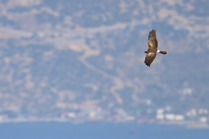 Gallery Pallid Harrier 
