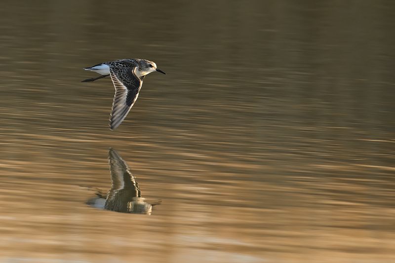 Little Stint (Calidris minuta)