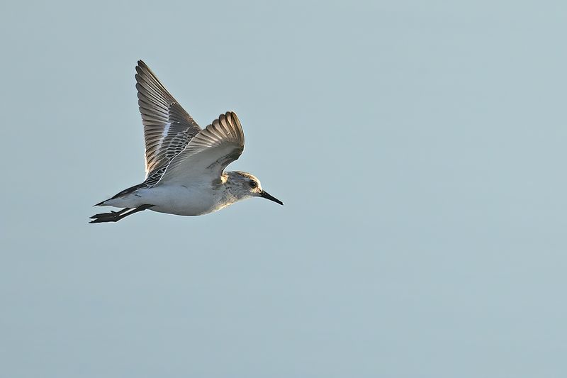 Little Stint (Calidris minuta)