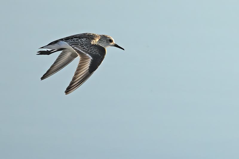 Gallery Little Stint