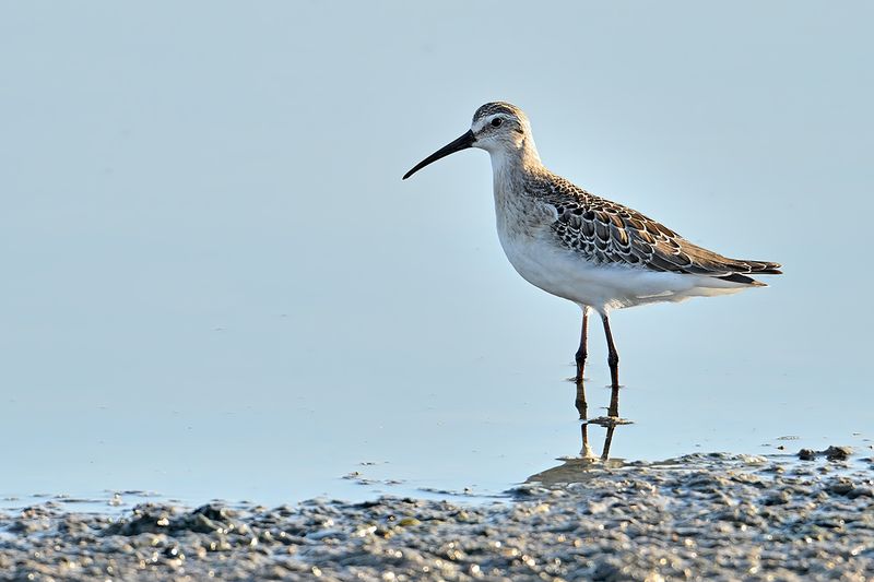 Curlew Sandpiper (Calidris ferruginea)	
