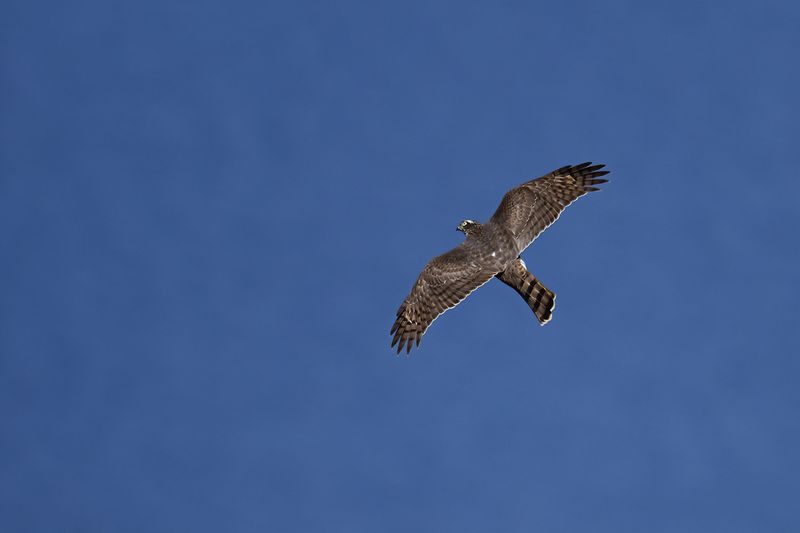 Eurasian Sparrowhawk (Accipiter nisus)