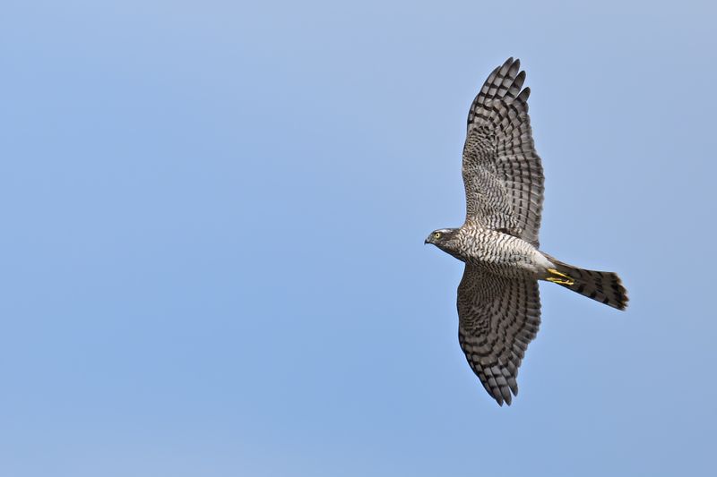 Eurasian Sparrowhawk (Accipiter nisus)
