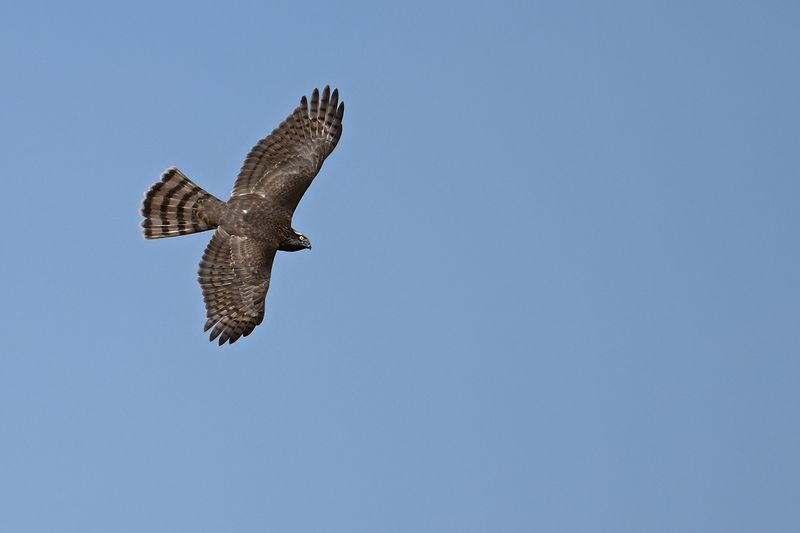 Gallery Eurasian Sparrowhawk