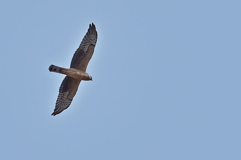 Pallid Harrier (Circus macrourus)