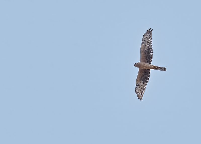Gallery Pallid Harrier