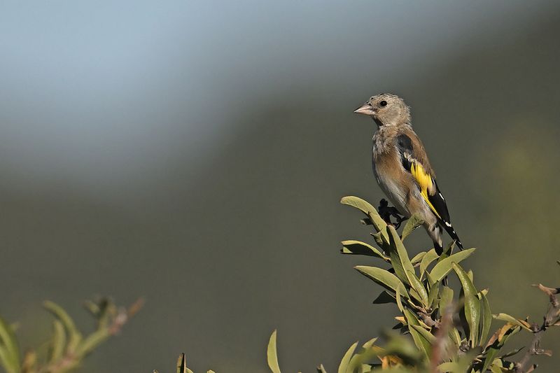 Gallery European Goldfinch