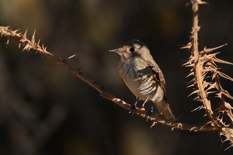 Spotted Flycatcher (Muscicapa striata)