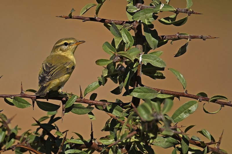 Willow Warbler ( Phylloscopus trochilus)