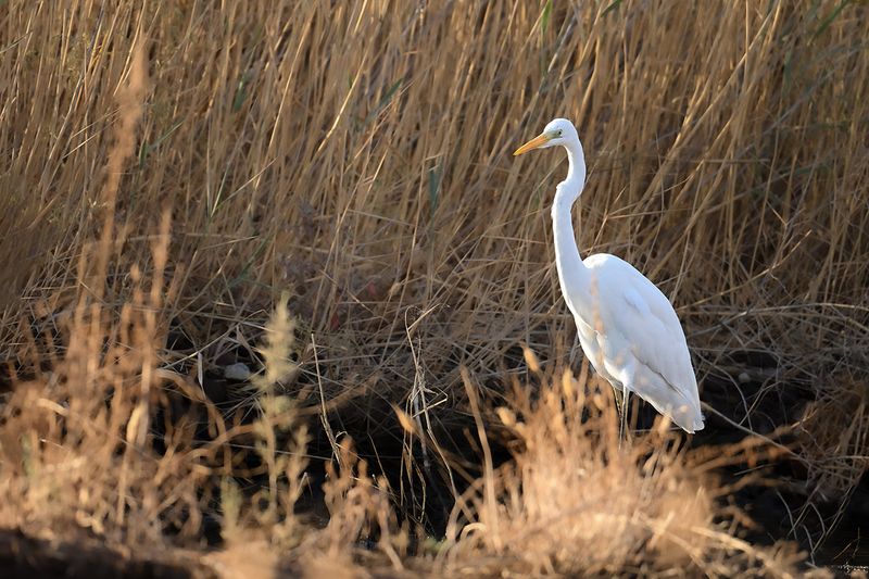 Great Egret (Ardea alba)	