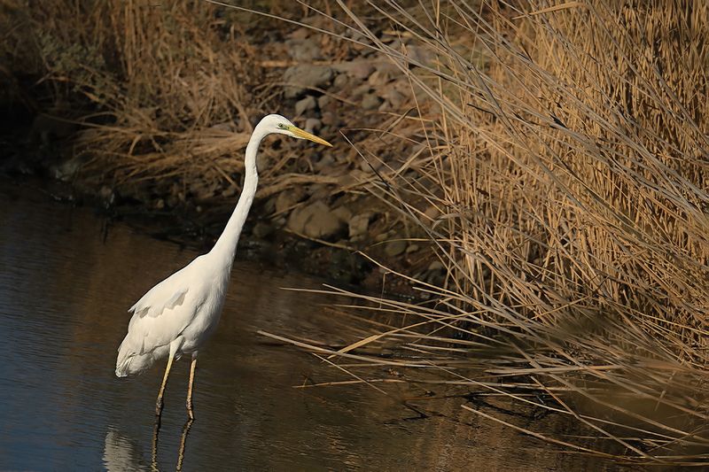 Great Egret (Ardea alba)	