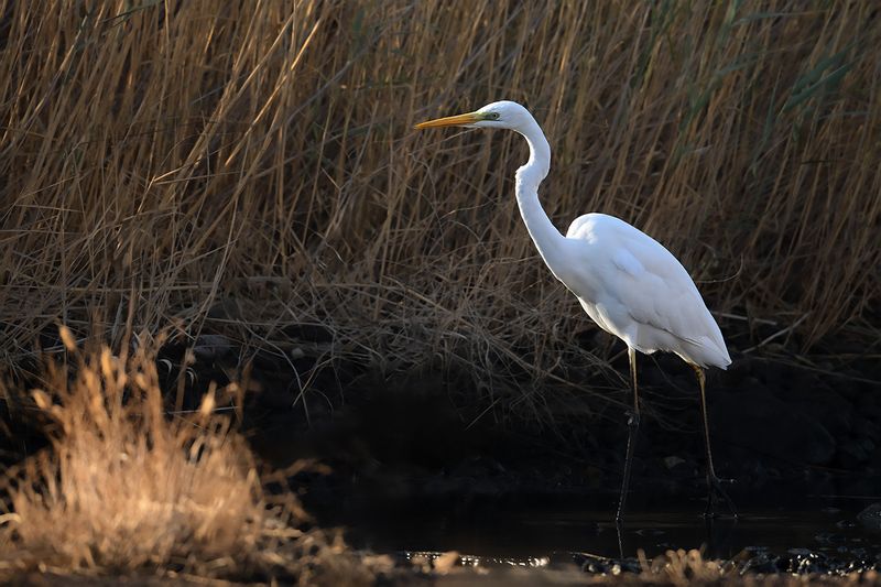 Great Egret (Ardea alba)	