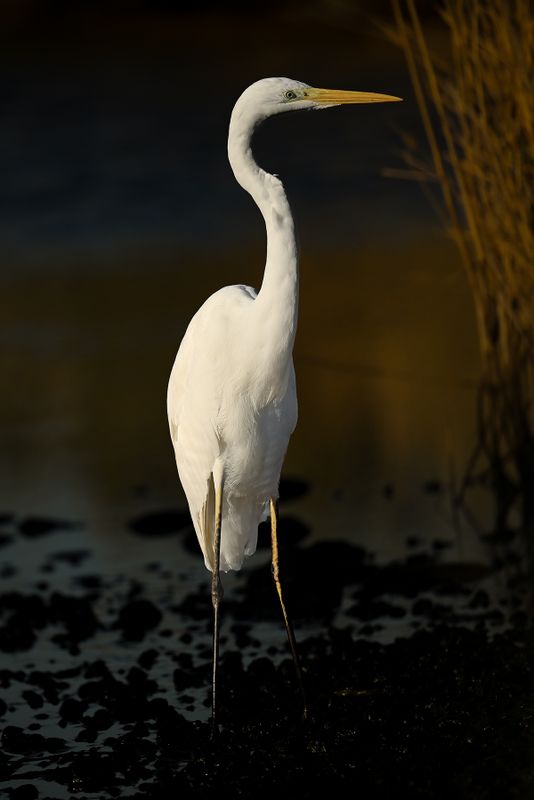 Gallery Great Egret