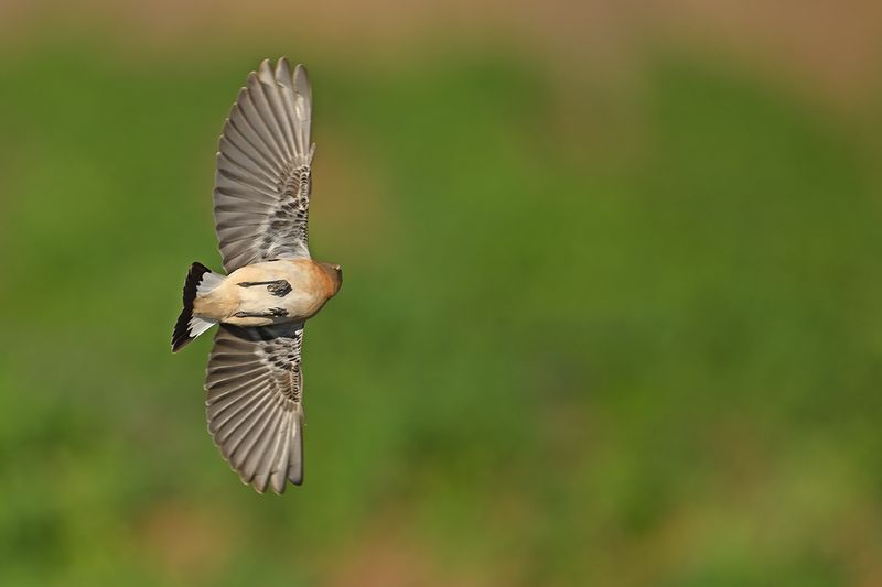 Gallery Northern Wheatear