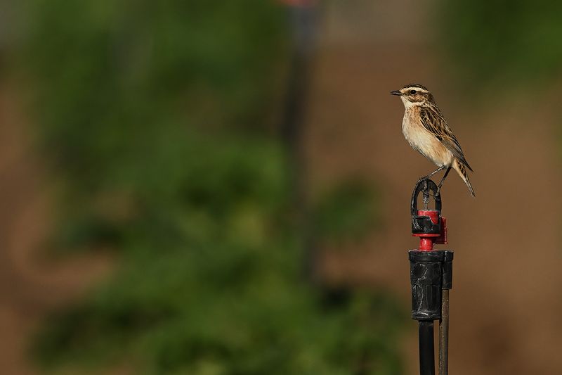 Whinchat (Saxicola rubetra)