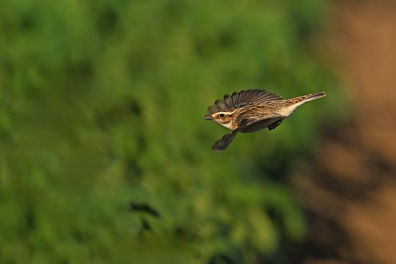 Gallery Winchat