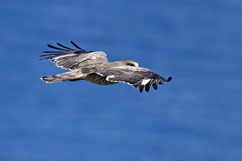 Gallery Short toed Eagle