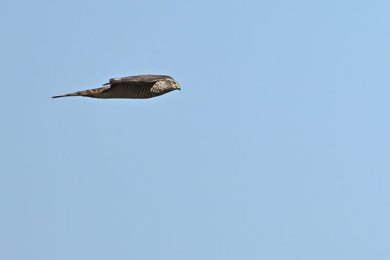 Eurasian Sparrowhawk (Accipiter nisus)