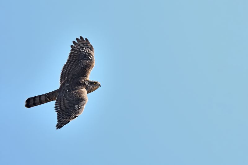 Eurasian Sparrowhawk (Accipiter nisus)