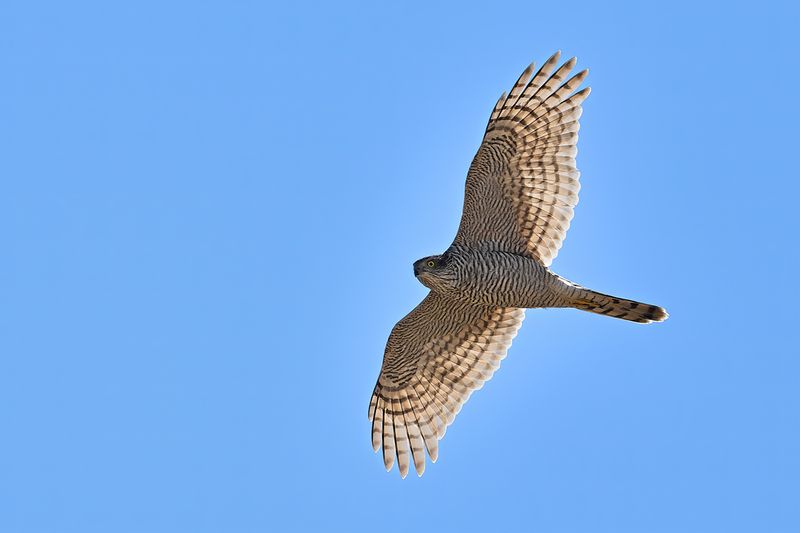Eurasian Sparrowhawk (Accipiter nisus)