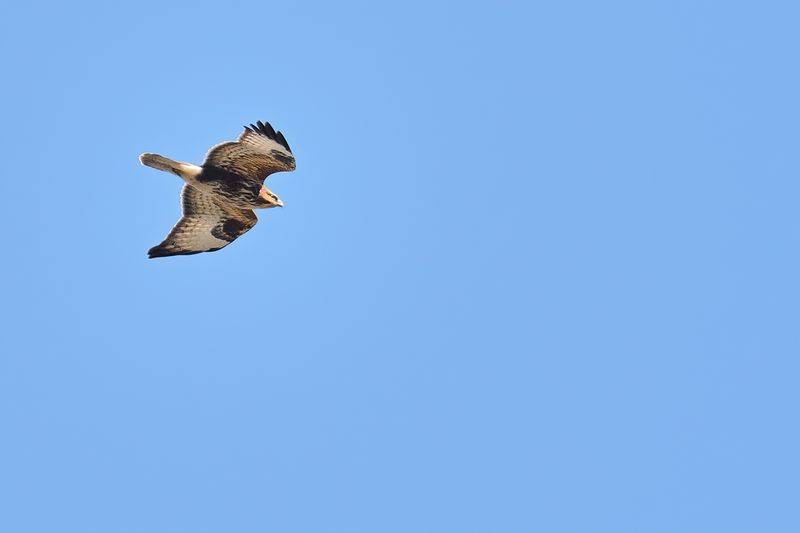 Steppe buzzard (Buteo buteo vulpinus)