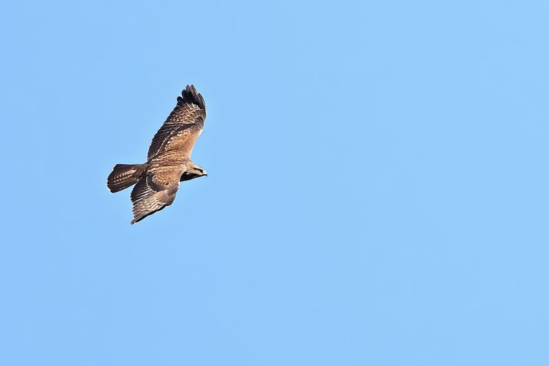 Gallery Common Buzzard