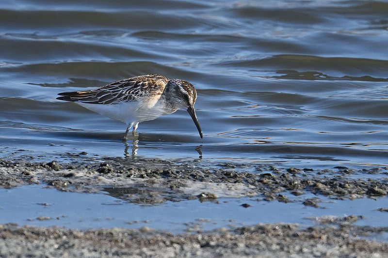 Broad-billed Sandpiper (Limicola falcinellus)