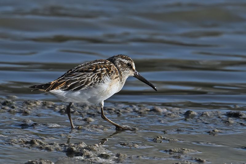 Broad-billed Sandpiper (Limicola falcinellus)
