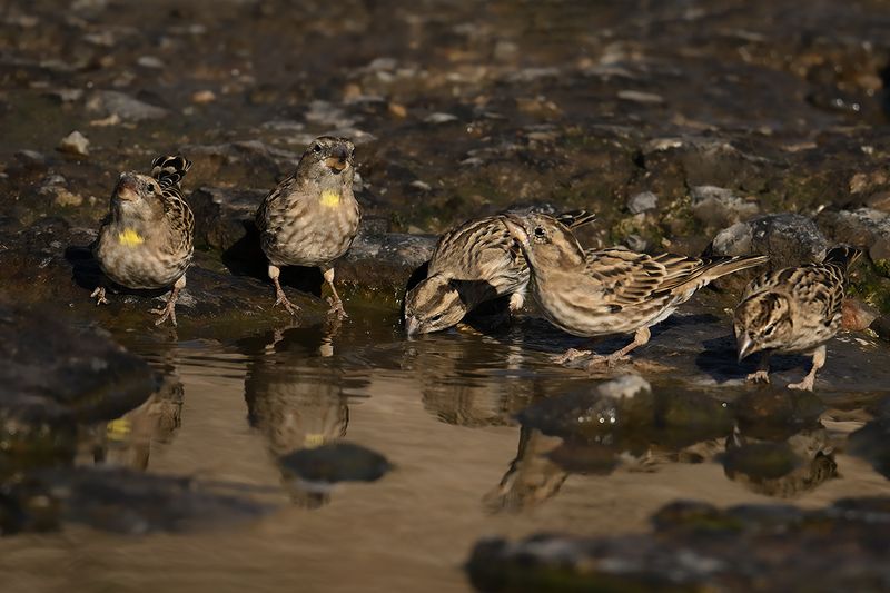 Rock Sparrow (Petronia petronia)